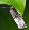 Notocelia cynosbatella